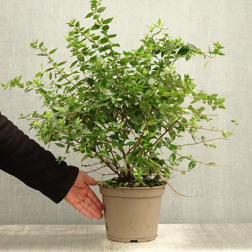 Abelia chinensis Autumn Festival 4L/5L pot sample as delivered in autumn