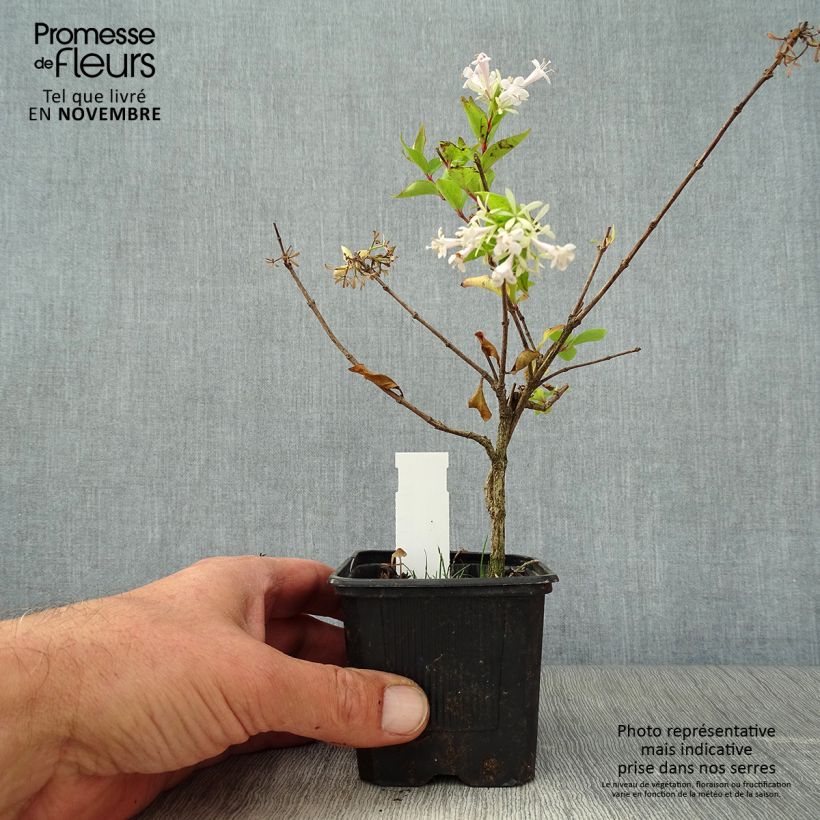 Abelia chinensis White Surprise 8/9 cm pot sample as delivered in autumn