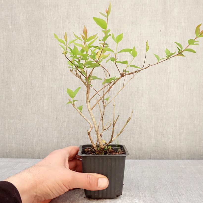 Abelia chinensis White Surprise 8/9 cm pot sample as delivered in spring