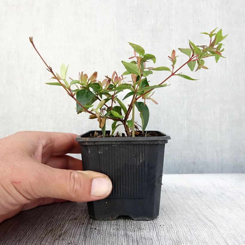 Abelia Edward Goucher 8/9 cm pot sample as delivered in autumn