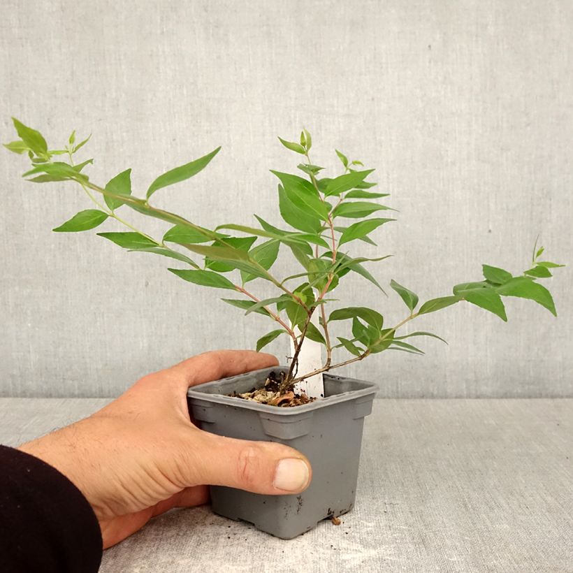 Abelia grandiflora - Abelia with large flowers 8/9 cm pot sample as delivered in spring