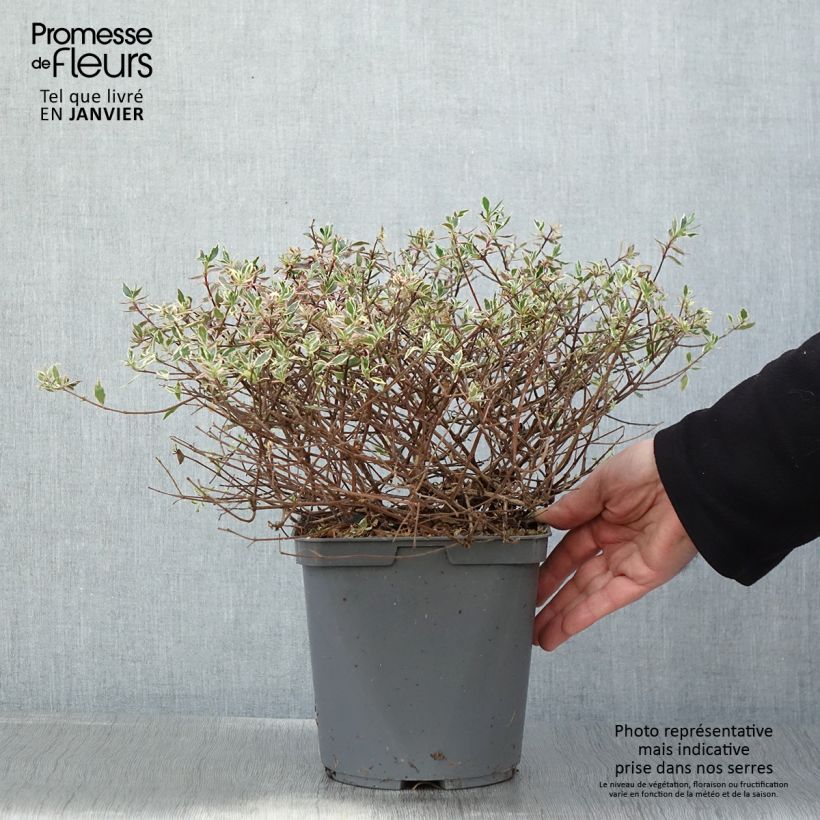 Abelia x grandiflora Confetti 3L/4L pot sample as delivered in winter