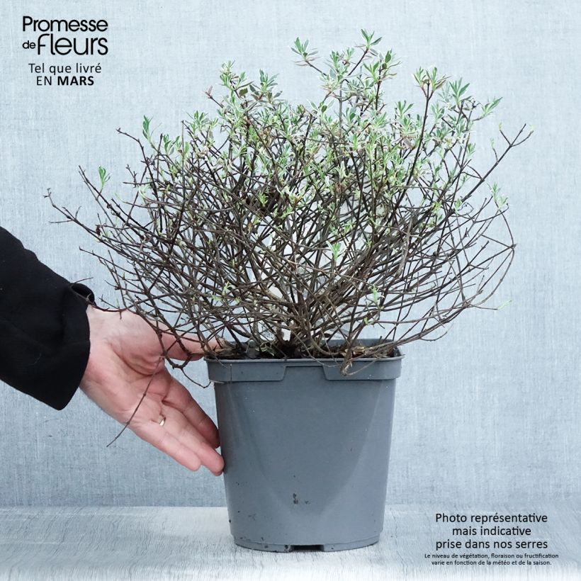 Abelia x grandiflora Confetti 3L/4L pot sample as delivered in spring