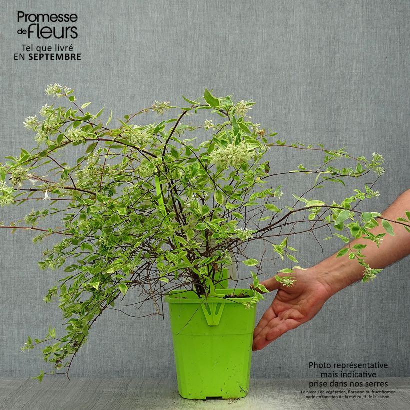 Abelia grandiflora Hopleys 2L/3L pot sample as delivered in autumn