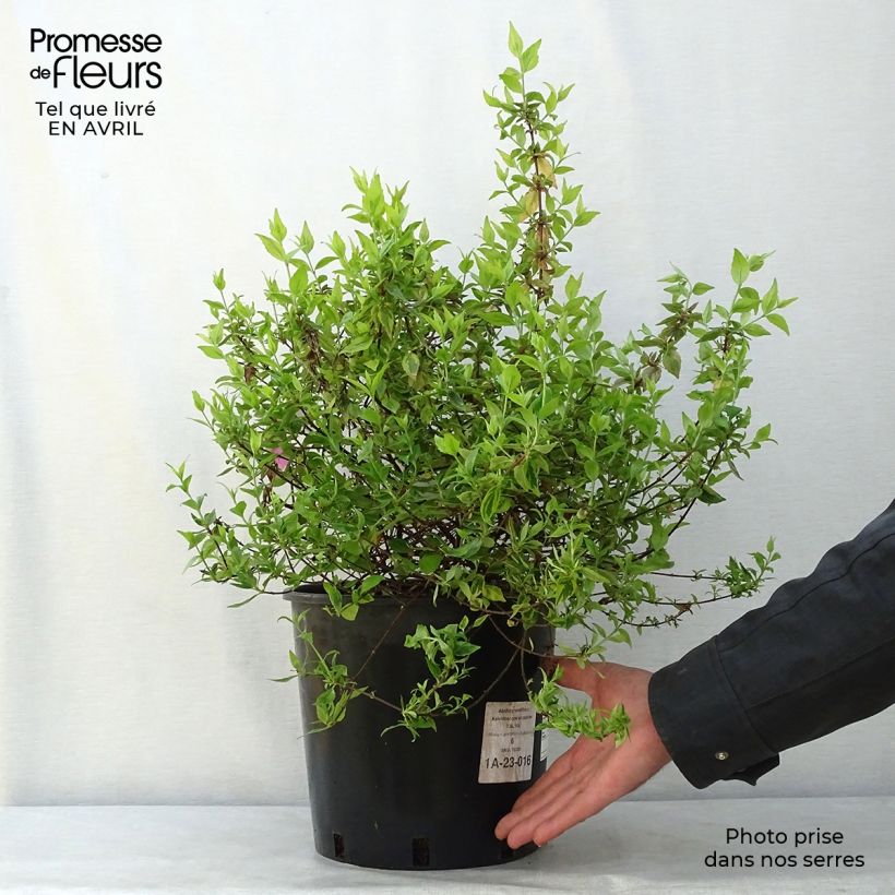 Abelia x grandiflora Kaleidoscope 3L/4L pot sample as delivered in spring