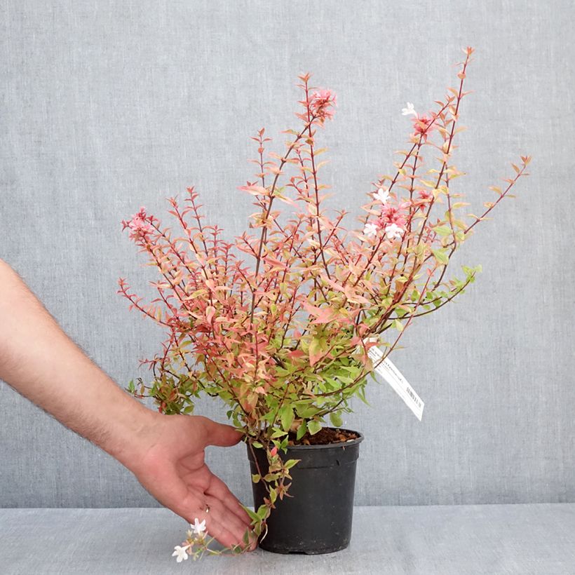 Abelia x grandiflora Kaleidoscope 1L/1.5L pot sample as delivered in summer