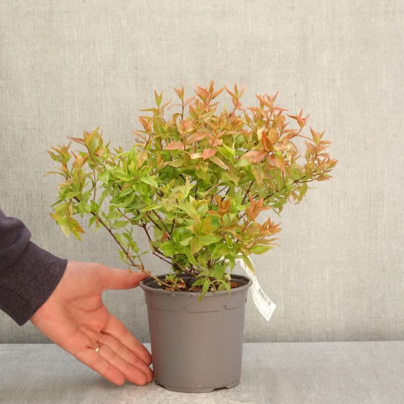 Abelia x grandiflora Kaleidoscope 1L/1.5L pot sample as delivered in spring