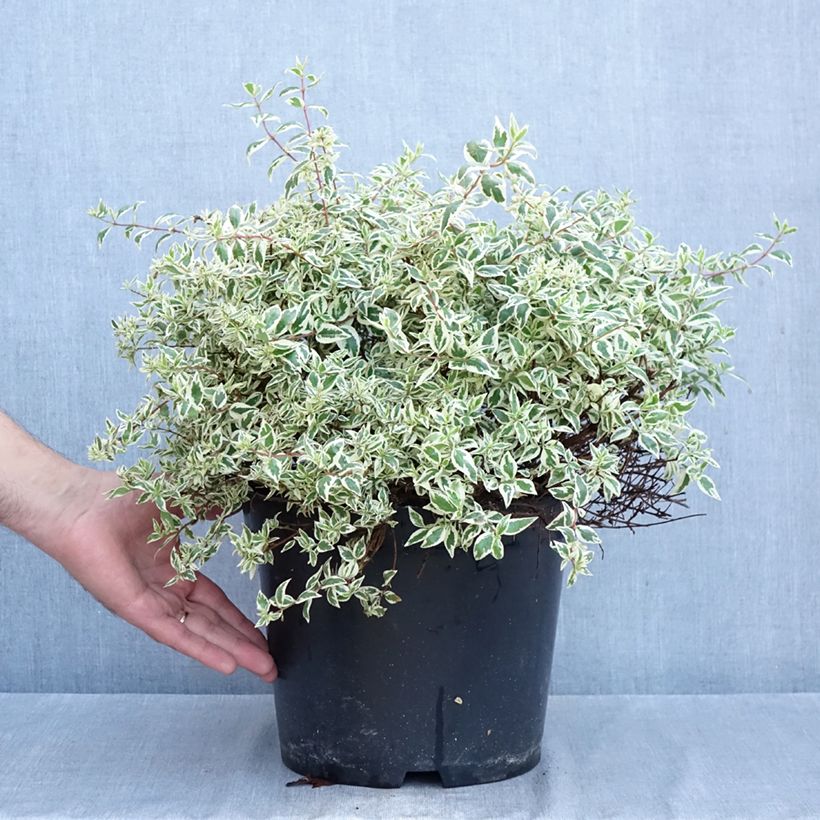 Abelia grandiflora Pink Lady 7.5L/10L pot sample as delivered in autumn