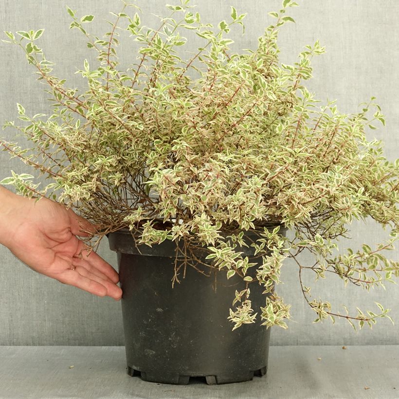 Abelia grandiflora Pink Lady 7.5L/10L pot sample as delivered in summer