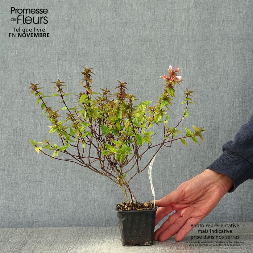 Abelia grandiflora Pisto 8/9 cm pot sample as delivered in autumn
