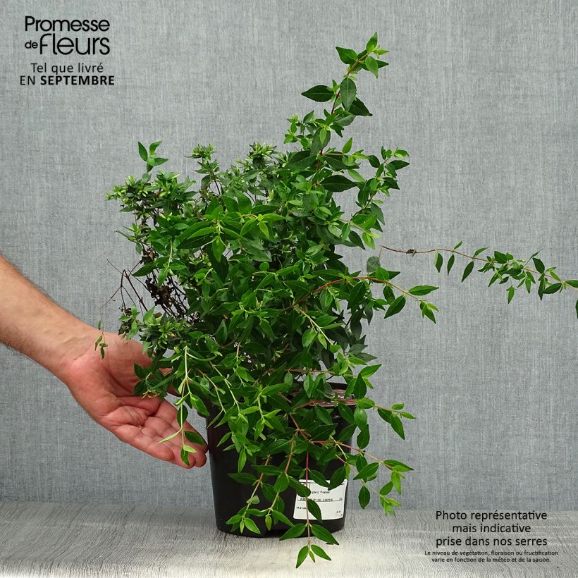 Abelia grandiflora Prostrata 2L/3L pot sample as delivered in autumn