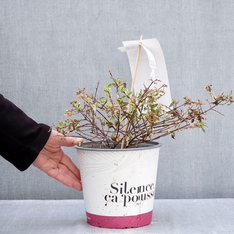 Abelia x grandiflora Psykedelik 4L/5L pot sample as delivered in winter