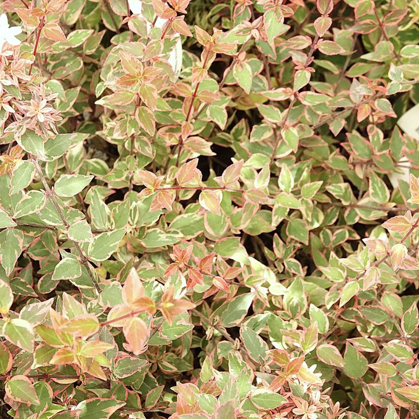 Abelia x grandiflora Psykedelik (Foliage)