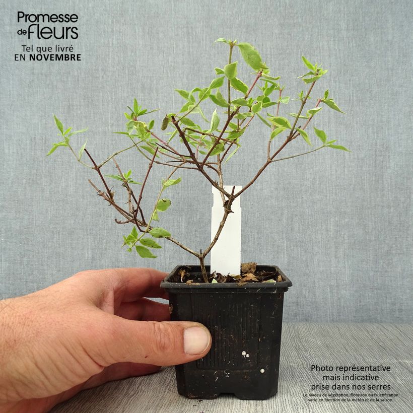 Abelia x grandiflora Sunshine Daydream 'Abelops' 8/9 cm pot sample as delivered in autumn