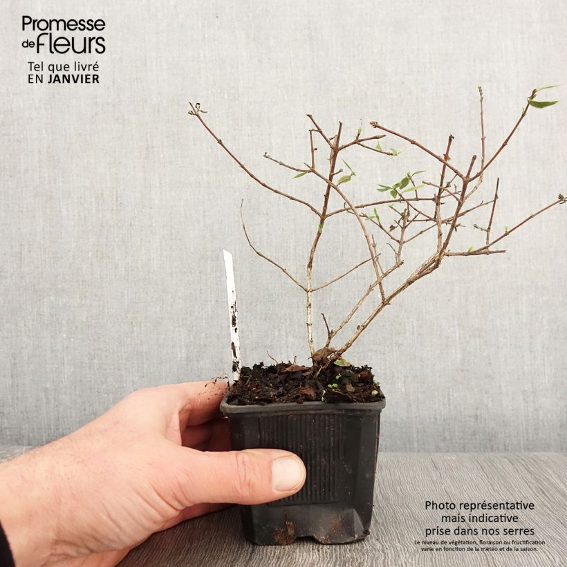 Abelia x grandiflora Sunshine Daydream 'Abelops' 8/9 cm pot sample as delivered in winter