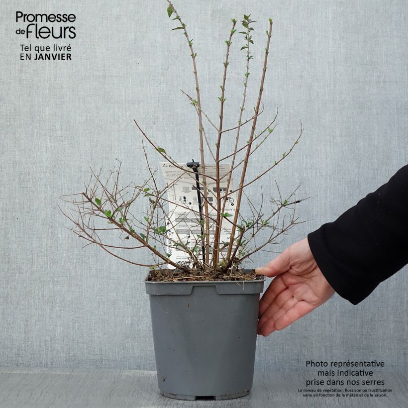 Abelia Raspberry Profusion 3L/4L pot sample as delivered in winter