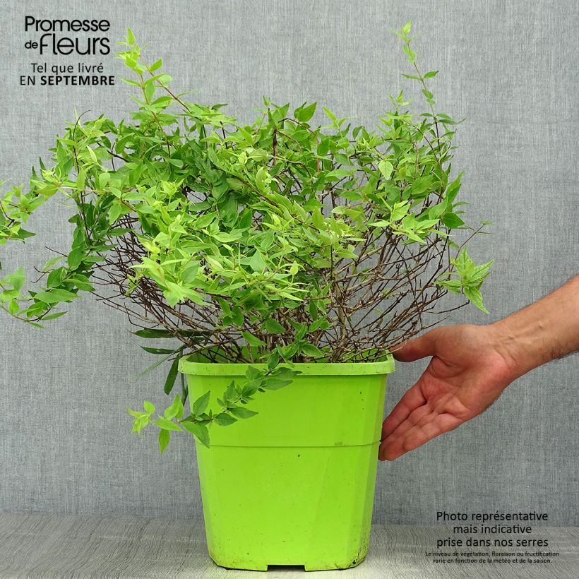 Abelia grandiflora Happy Daydream 3L/4L pot sample as delivered in autumn