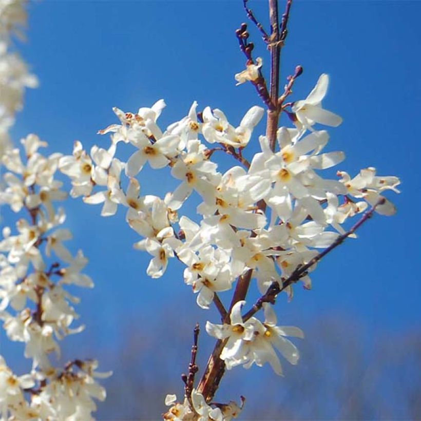 Abeliophyllum distichum - White Forsythia (Flowering)