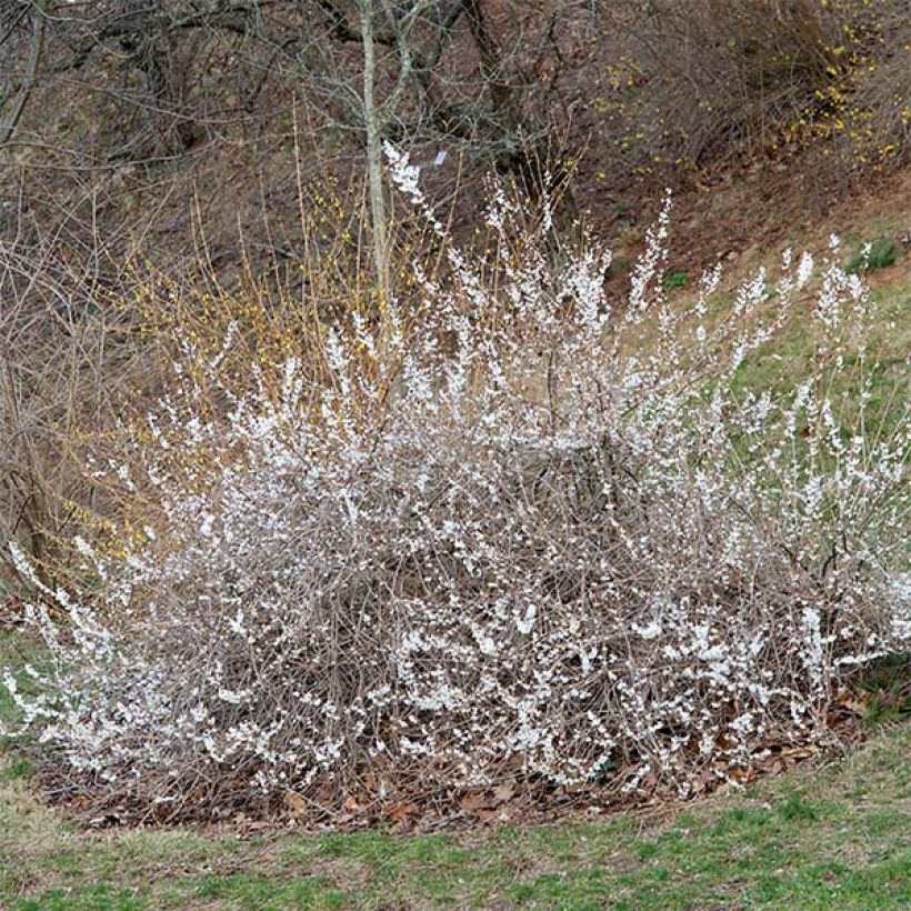 Abeliophyllum distichum - White Forsythia (Plant habit)