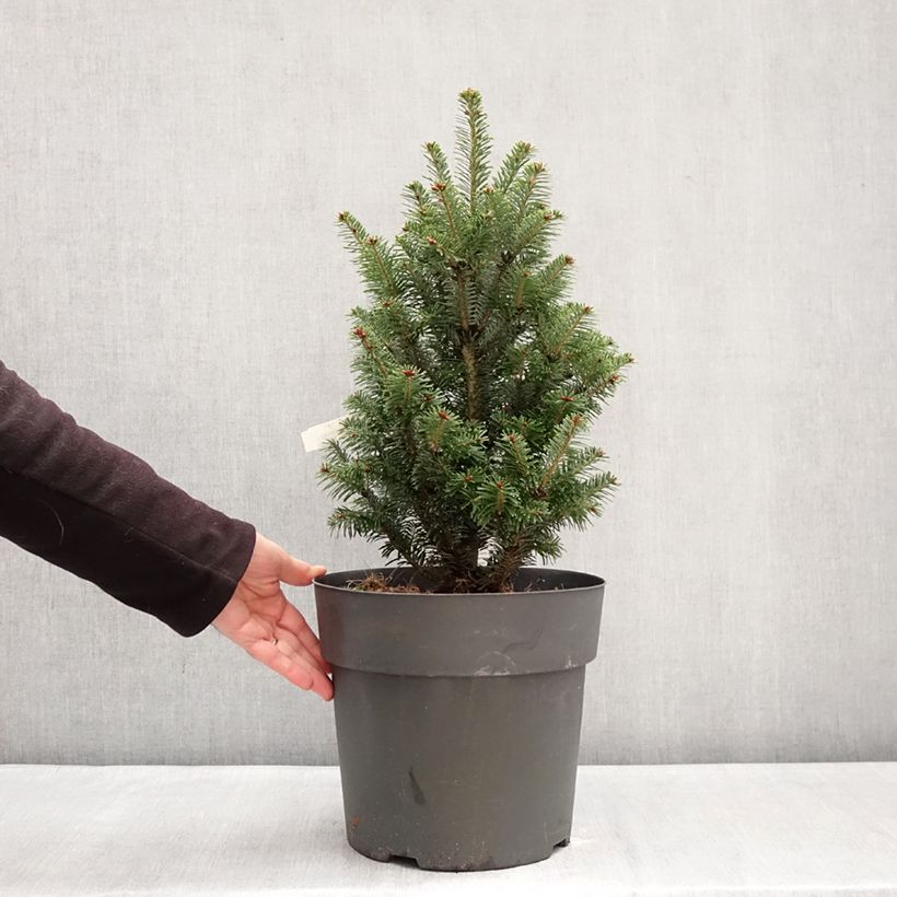 Abies alba Pyramidalis - Dwarf White Fir 7.5L/10L pot sample as delivered in winter