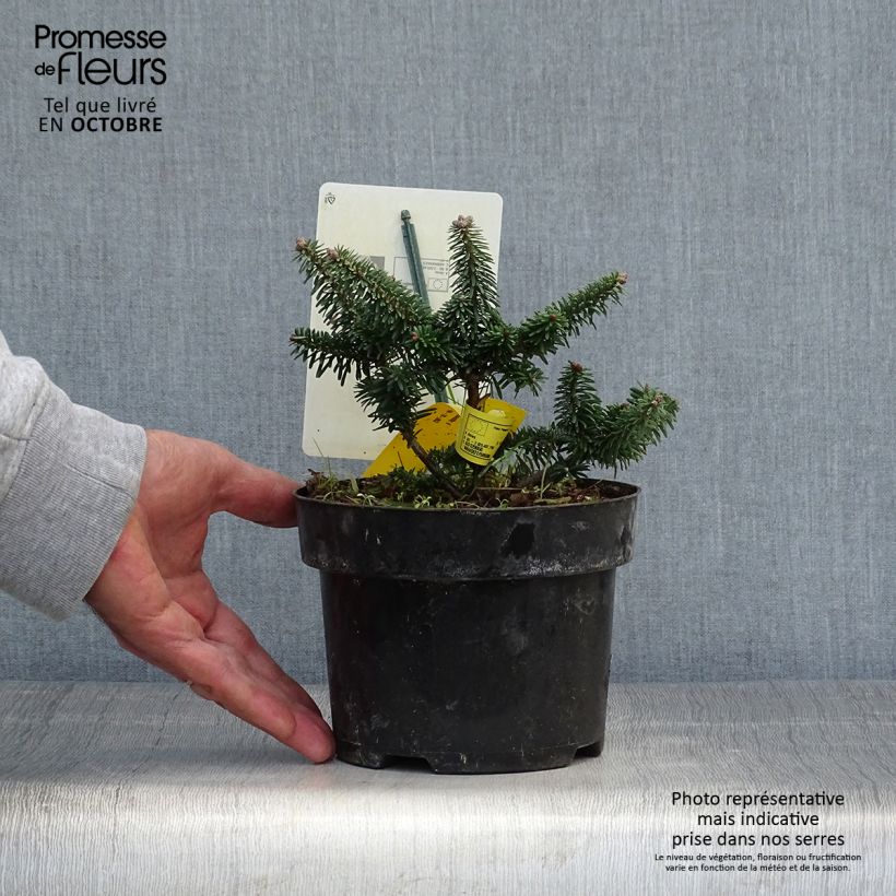 Abies balsamea Nana - Fir 2L/3L pot sample as delivered in autumn