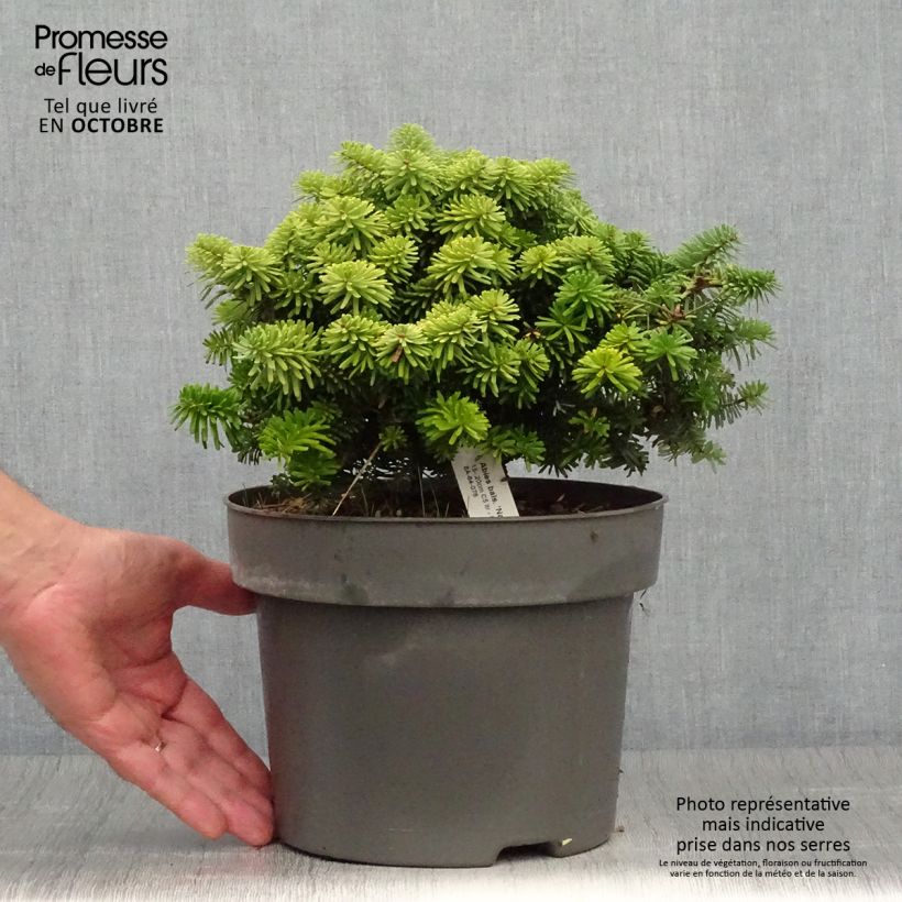 Abies balsamea Nana - Fir 4L/5L pot sample as delivered in autumn