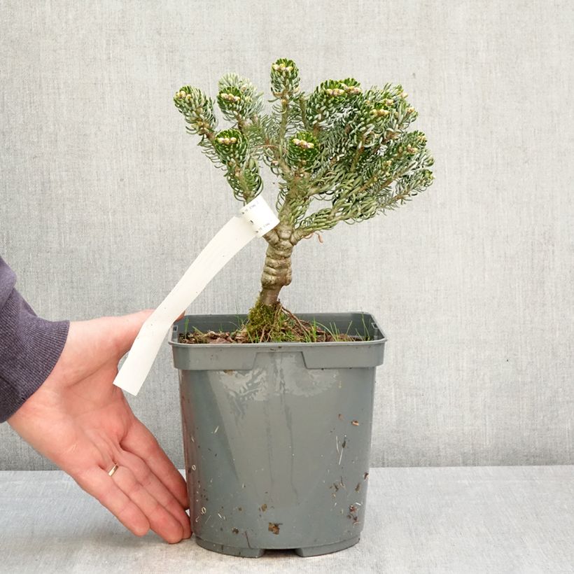 Abies koreana Kohouts Icebreaker - Korean Fir 2L/3L pot sample as delivered in spring
