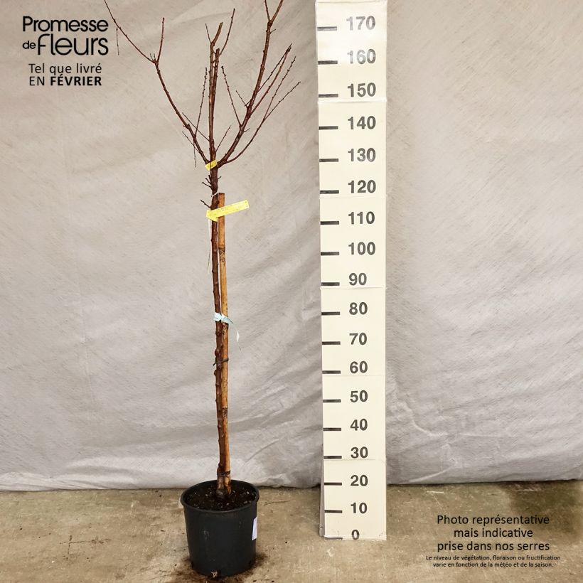 Prunus armeniaca Bergeron Apricot Tree - Prunus armeniaca 7.5L/10L pot, Half standard sample as delivered in winter