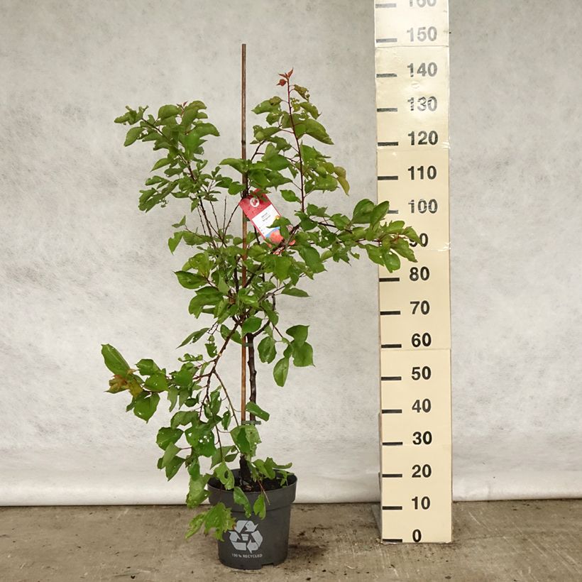 Prunus armeniaca Bergeron Apricot Tree - Prunus armeniaca 7.5L/10L pot, Goblet sample as delivered in spring