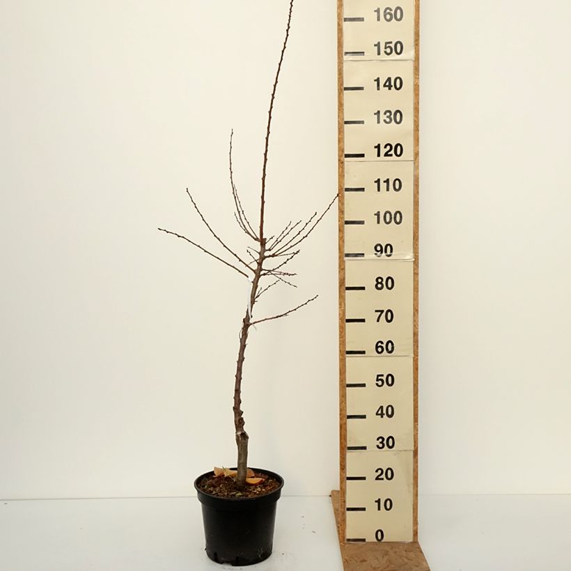Prunus armeniaca Bergeval - Bergeval Apricot Tree 7.5L/10L pot, Goblet sample as delivered in autumn