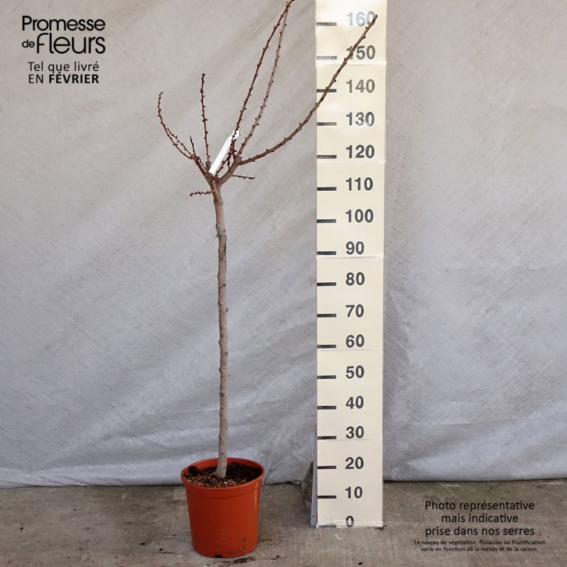 Prunus armeniaca Canino Apricot Tree - Prunus armeniaca 7.5L/10L pot, Goblet sample as delivered in winter