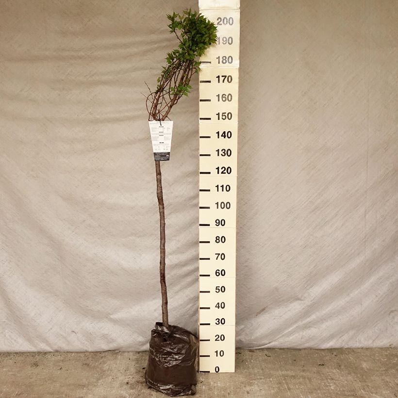 Prunus armeniaca Doucoeur - Apricot Tree Ready-to-plant root ball, Half standard sample as delivered in spring