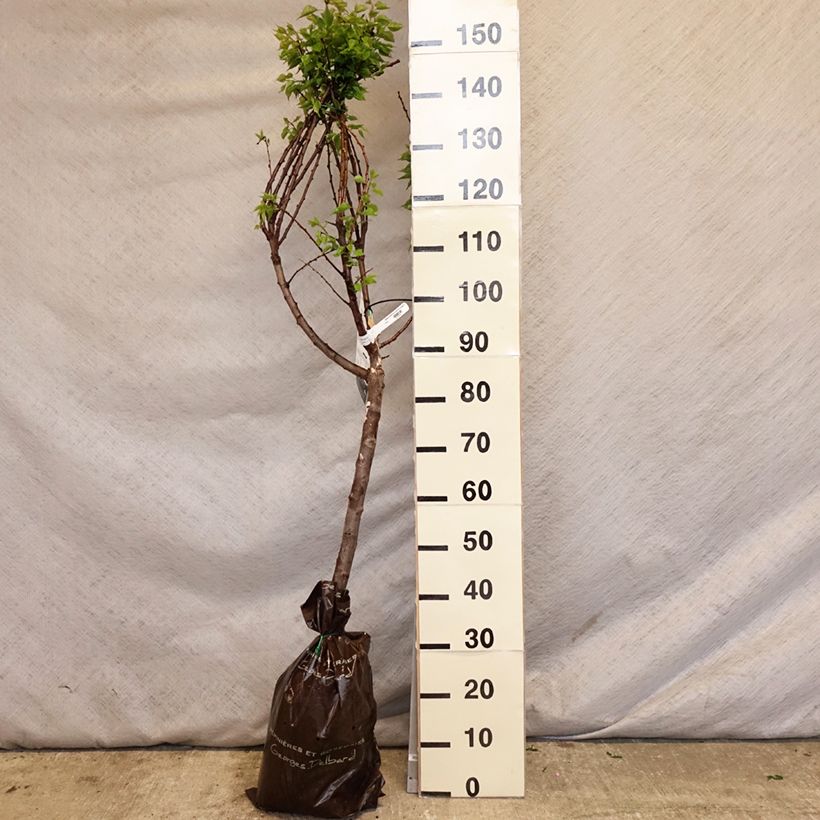 Prunus armeniaca Doucoeur - Apricot Tree Ready-to-plant root ball, Goblet sample as delivered in spring