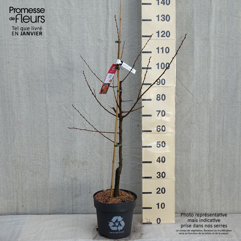 Prunus armeniaca Goldrich - Apricot Tree 7.5L/10L pot, Goblet sample as delivered in winter