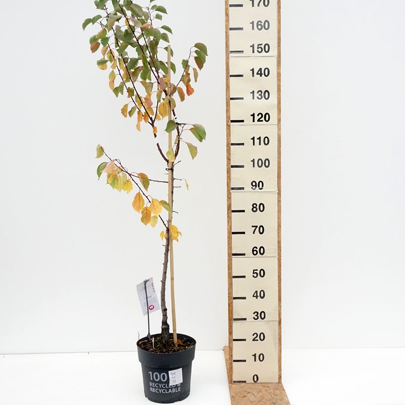 Prunus armeniaca Goldrich - Apricot Tree 7.5L/10L pot, Goblet sample as delivered in autumn
