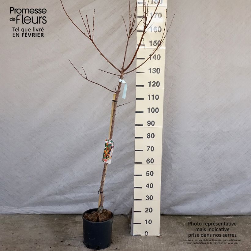 Prunus armeniaca Hargrand - Apricot Tree 7.5L/10L pot, Half standard sample as delivered in winter