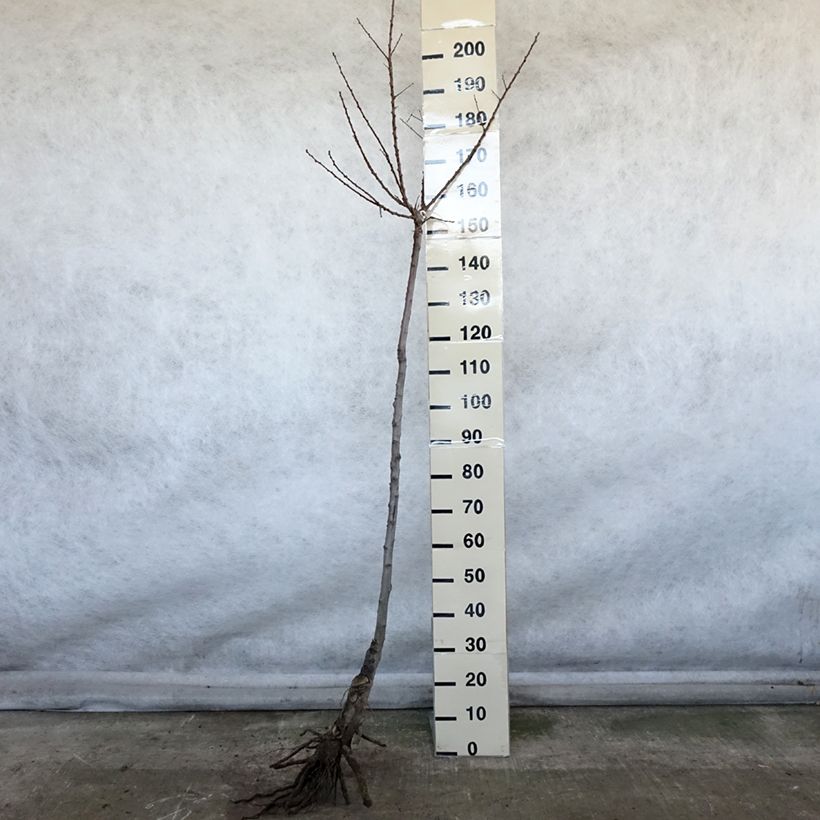 Prunus armeniaca Luizet - Apricot Tree Bare root, Half standard sample as delivered in winter