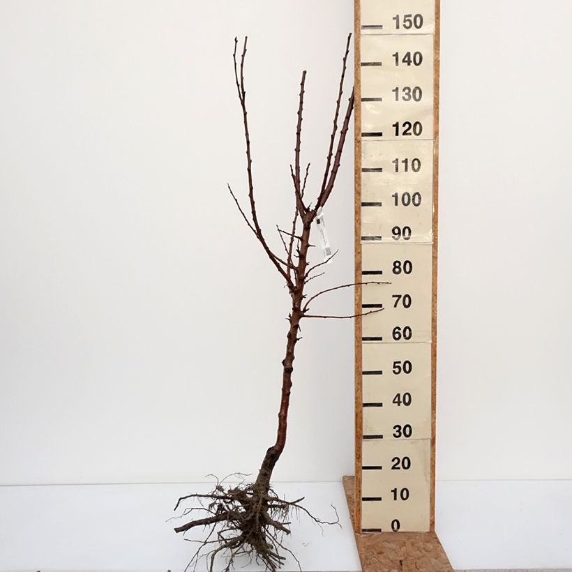Prunus armeniaca Luizet - Apricot Tree Bare root, Goblet sample as delivered in winter