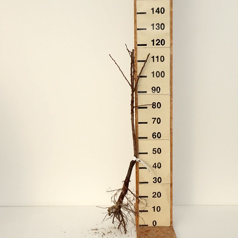 Prunus armeniaca Muscat de Nancy - Organic Apricot Tree Bare root, Scion sample as delivered in winter