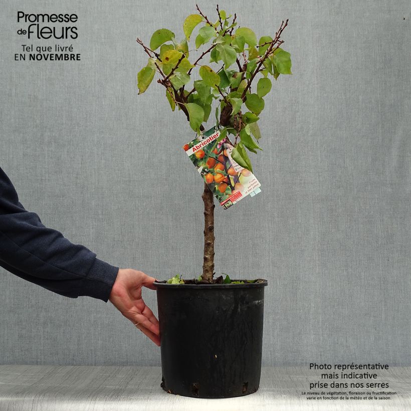 Prunus armeniaca Garden Aprigold - Apricot Tree 6L/7L pot, Dwarf sample as delivered in autumn