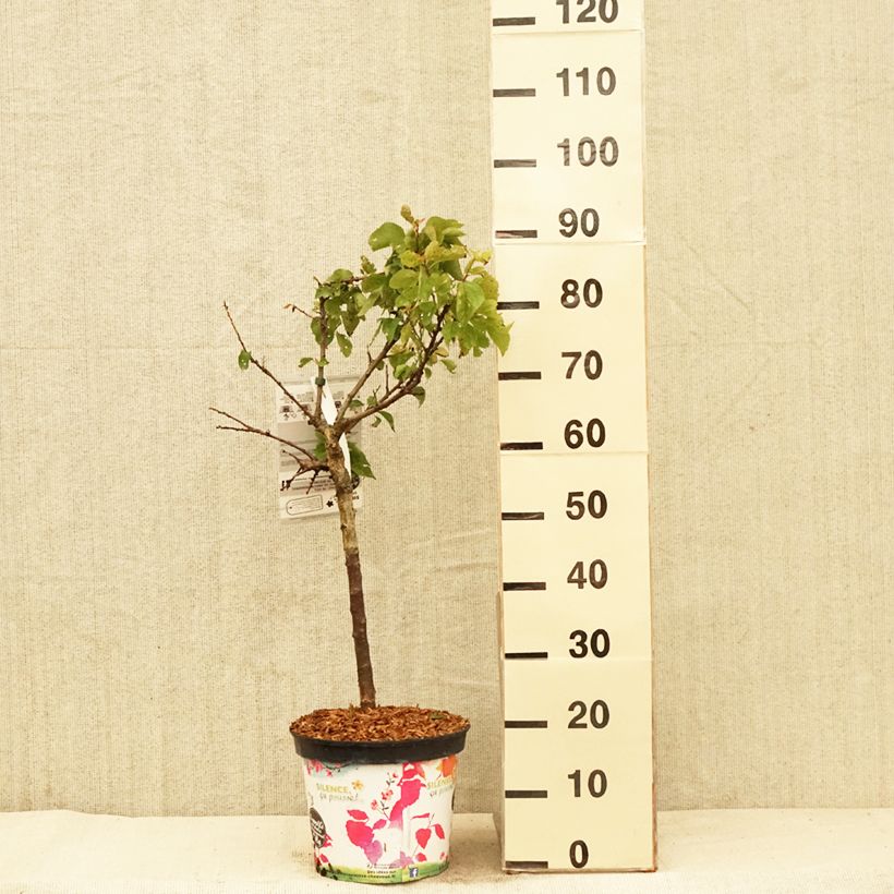 Prunus armeniaca Garden Aprigold - Apricot Tree 6L/7L pot, Quarter standard sample as delivered in spring