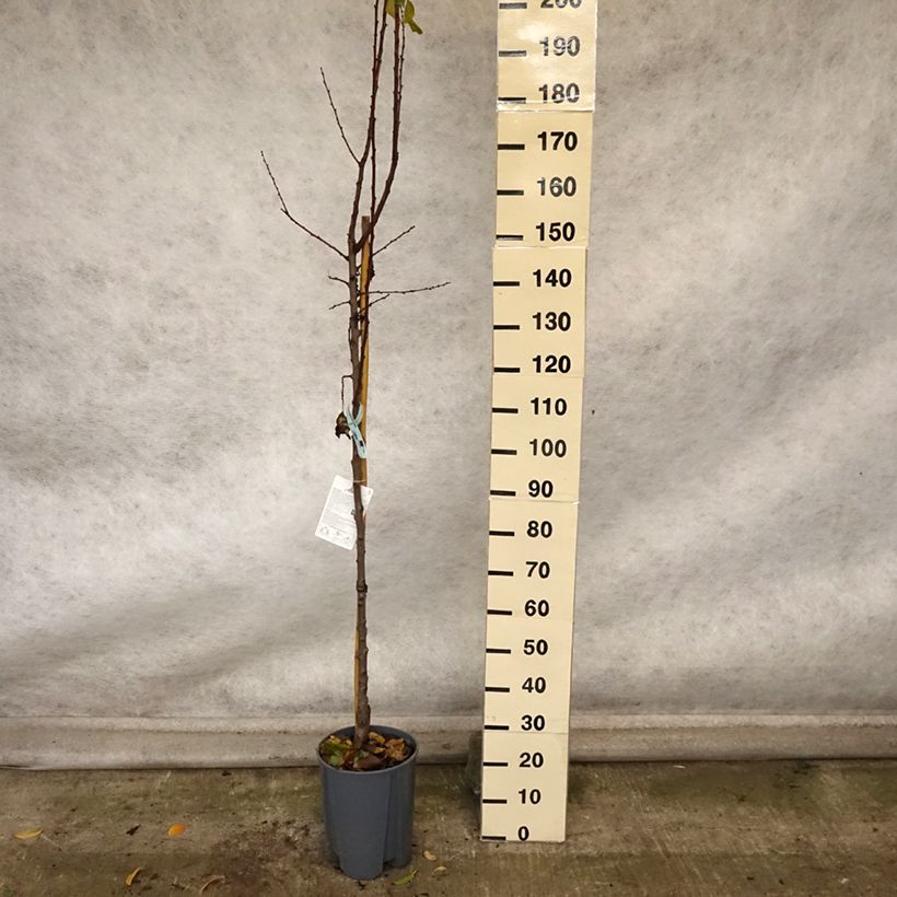 Prunus armeniaca Polonais - Apricot Tree 7.5L/10L pot, Half standard sample as delivered in autumn
