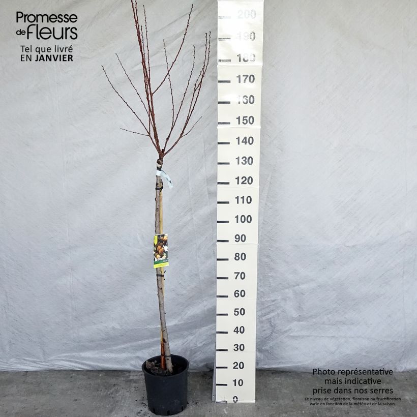 Prunus armeniaca Polonais - Apricot Tree 7.5L/10L pot, Half standard sample as delivered in winter