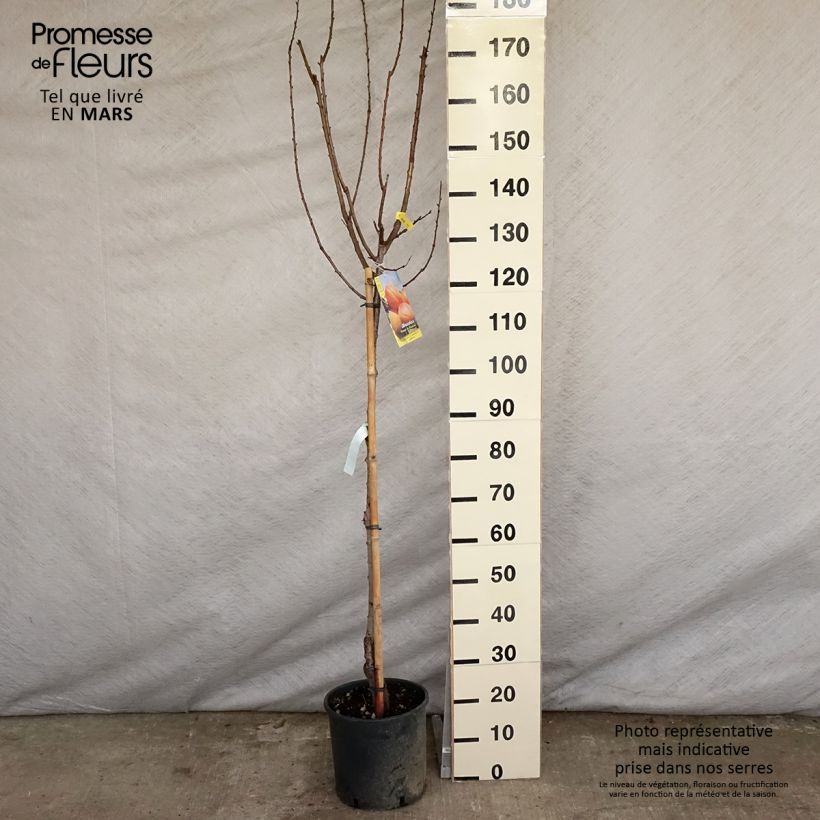 Prunus armeniaca Polonais - Apricot Tree 7.5L/10L pot, Half standard sample as delivered in spring
