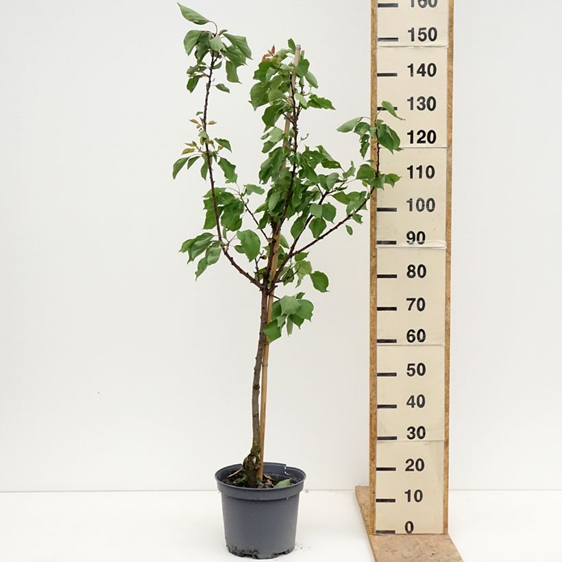 Prunus armeniaca Early Saumur - Apricot Tree 7.5L/10L pot, Goblet sample as delivered in spring