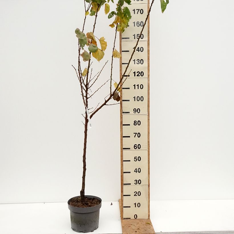 Prunus armeniaca Early Saumur - Apricot Tree 7.5L/10L pot, Goblet sample as delivered in autumn