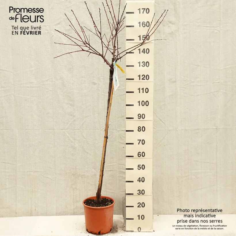 Prunus armeniaca Bulida Apricot Tree - Prunus armeniaca 7.5L/10L pot, Half standard sample as delivered in winter