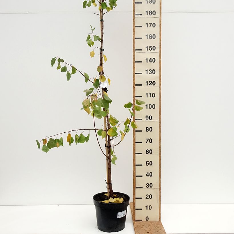 Prunus armeniaca Harcot - Apricot Tree 7.5L/10L pot, Goblet sample as delivered in autumn