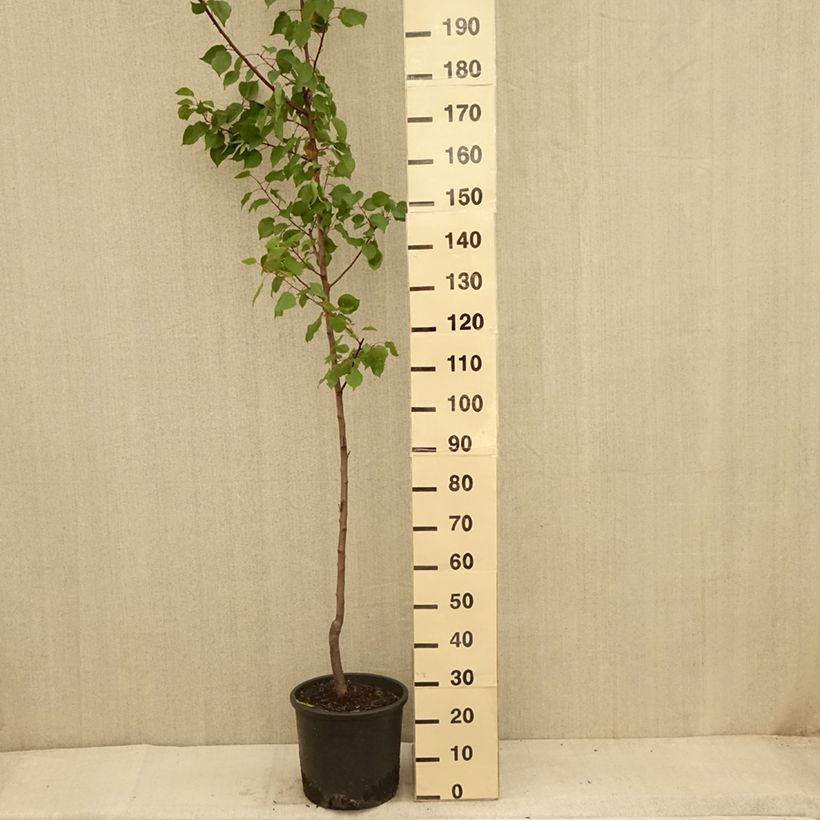 Prunus armeniaca Harcot - Apricot Tree 7.5L/10L pot, Goblet sample as delivered in summer