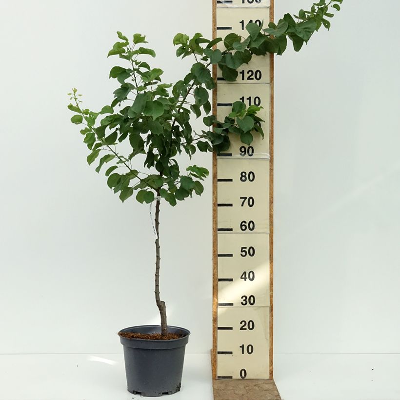 Abricotier - Prunus armeniaca Meilleur de Hongrie Pot de 7,5L/10L, Gobelet sample as delivered in summer